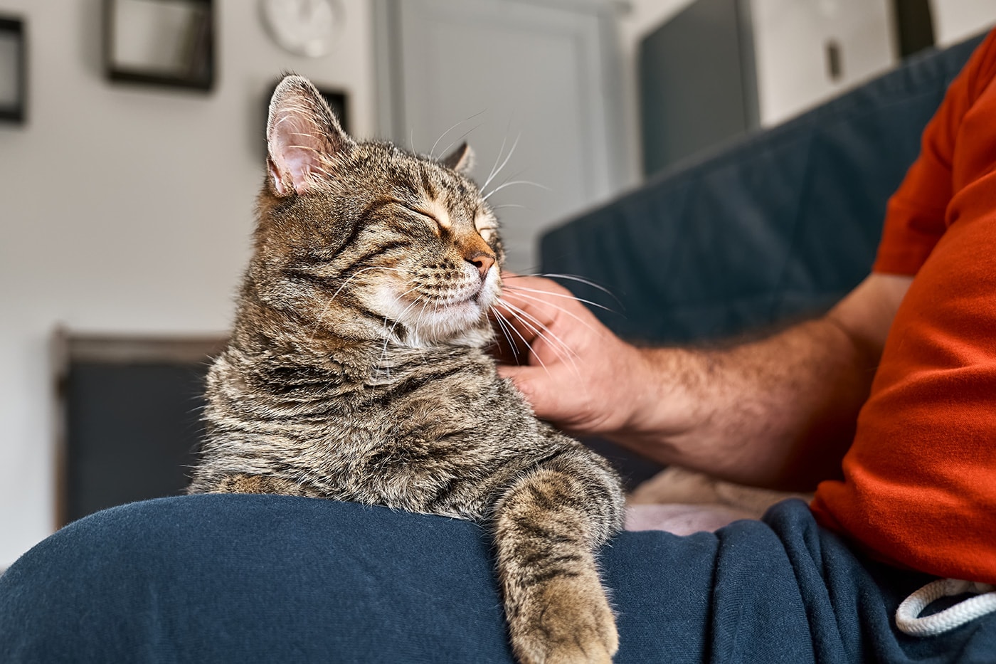 Pet Fostering | Volunteers / Carers living in the North West